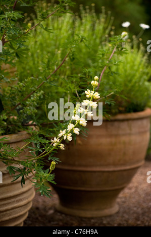 Lupinus arboreus, Arbre, fleur de lupin Banque D'Images