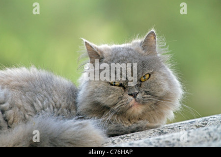 Le chat perse s'est demandé dans les bois Banque D'Images