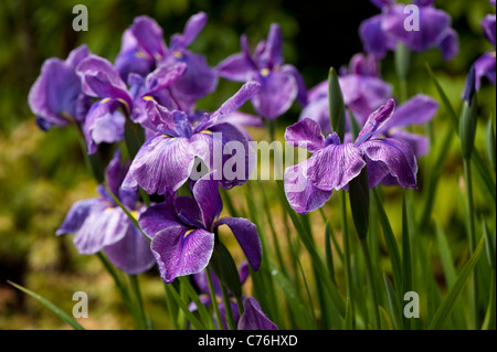 Iris ensata, Iris d'eau japonais, en fleurs Banque D'Images