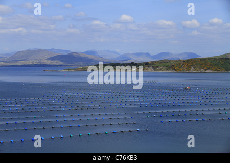 La mytiliculture près de Lauragh, la péninsule de Beara, Co Cork/Kerry frontière, Rep de l'Irlande. Banque D'Images