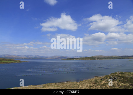 La mytiliculture près de Lauragh, la péninsule de Beara, Co Cork/Kerry frontière, Rep de l'Irlande. Banque D'Images