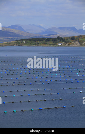 La mytiliculture près de Lauragh, la péninsule de Beara, Co Cork/Kerry frontière, Rep de l'Irlande. Banque D'Images