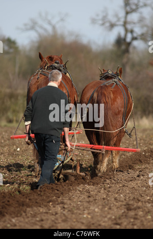 Gressenhall labour cheval Norfolk UK GO Banque D'Images