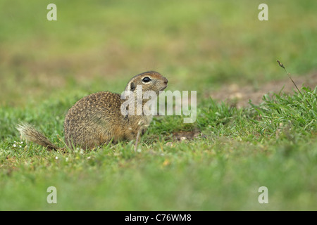 Souslik européen ou (Spermophilus citellus) Banque D'Images