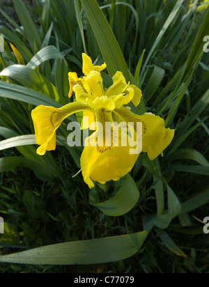 Gros plan du wild iris jaune (Iris pseudacorus) fleur, Ecosse, Royaume-Uni