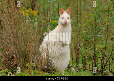 Wallaby de Bennett Macropus rufogriseus blanc, forme albinos photographié sur Bruny Island, Tasmanie, Australie Banque D'Images