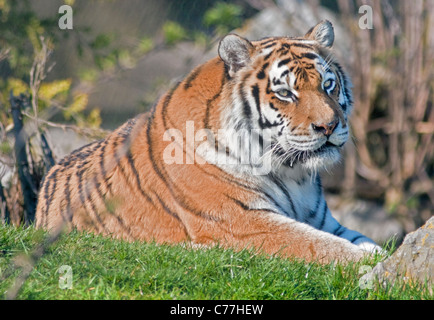 Amur Tiger/tigre de Sibérie (Panthera tigris altaica)
