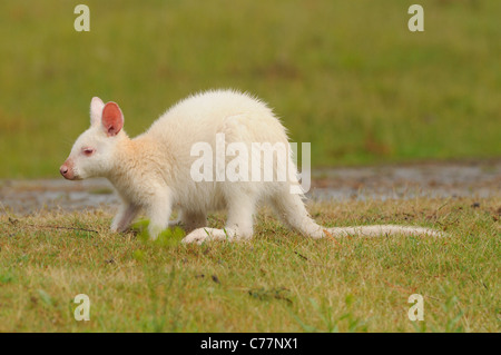 Wallaby de Bennett Macropus rufogriseus blanc, forme albinos photographié sur Bruny Island, Tasmanie, Australie Banque D'Images