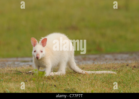 Wallaby de Bennett Macropus rufogriseus blanc, forme albinos photographié sur Bruny Island, Tasmanie, Australie Banque D'Images