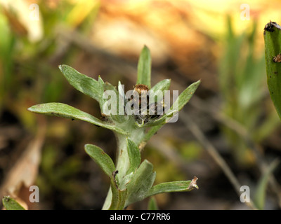 Gnaphalium uliginosum gnaphale des marais, Banque D'Images