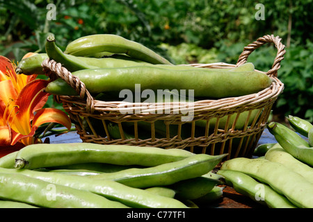 Récolter les fèves (Vicia faba). Banque D'Images