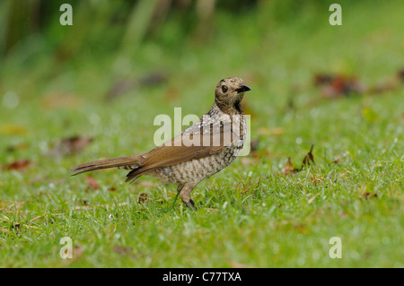 Oiseau Regent Sericulus chrysocephalus femme photographié dans le Queensland, Australie Banque D'Images