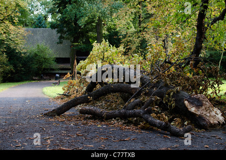 Arbre branche cassée et un chemin dans le Parc Szczytnicki, Wroclaw, Pologne Banque D'Images