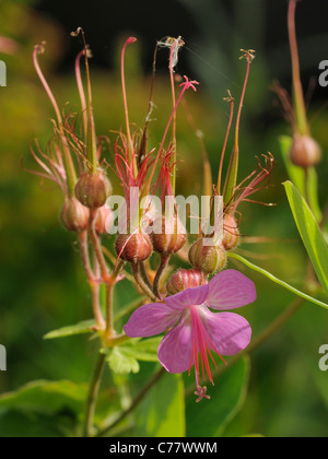 Rock Crane's-bill, geranium macrorrhizum Banque D'Images