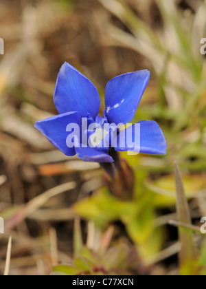 Printemps Gentiane, Gentiana verna Banque D'Images