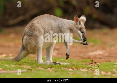 Wallaby coureur ou de jolis visages parryi Macropus Wallaby pattes Nettoyage photographié dans le Queensland, Australie Banque D'Images