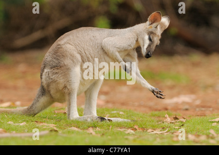 Wallaby coureur ou de jolis visages Macropus Wallaby parryi rayures photographié dans le Queensland, Australie Banque D'Images