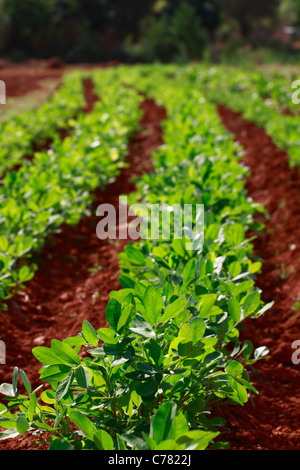 Plantation d'arachides, Ibiza, Espagne Banque D'Images