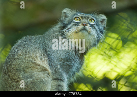 Pallas cat en captivité Banque D'Images