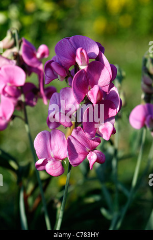 Pois vivace (Lathyrus latifolius) en fleur. Banque D'Images