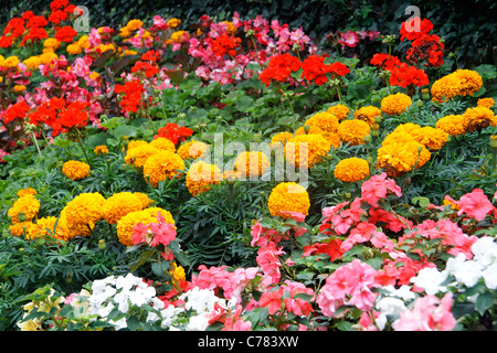 Annuel massif fleur dans un jardin : marigold (Tagetes), oeillet d'Inde (Tagetes patula) l'Impatience (Impatiens), Pelargonium Banque D'Images