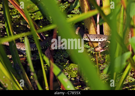 Couleuvre à collier mangeant le têtard de la grenouille des marais Banque D'Images