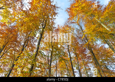 La canopée des forêts de hêtres en automne contre un ciel bleu Banque D'Images