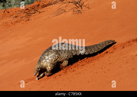 Pangolin au sol, Le Cap, Pangolin Pangolin de Temminck/Smutsia - Manis temminckii (sauvage) Banque D'Images