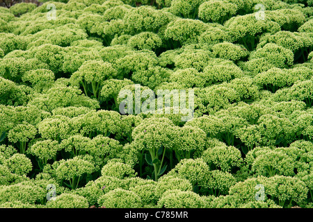 Showy stonecrop (Sedum spectabile). Banque D'Images