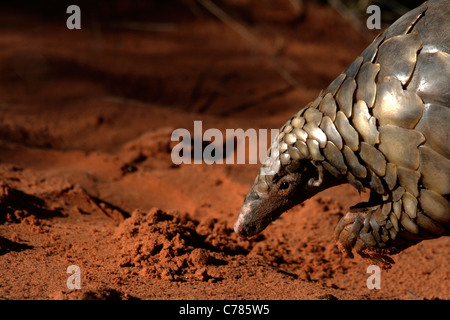 Pangolin au sol, Le Cap, Pangolin Pangolin de Temminck/Smutsia - Manis temminckii (sauvage) Banque D'Images