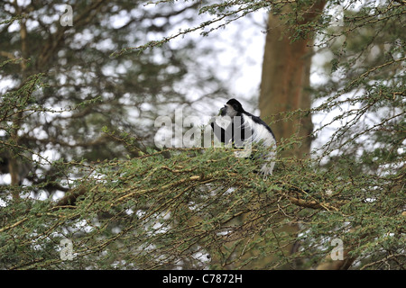 - Colobus Guereza eastern black et blanc - colobus guereza (Colobus guereza manteau kikuyuensis) manger les feuilles dans le lac du cratère Banque D'Images