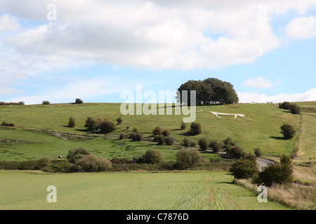 Hackpen Hill, White Chalk Horse, Marlborough Downs, Wiltshire, Angleterre, ROYAUME-UNI Banque D'Images