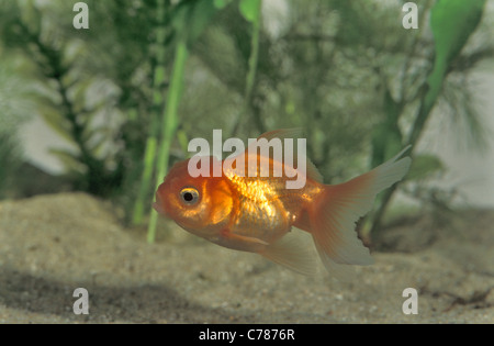 Poisson Rouge Oranda - Lionhead carassin (Carassius auratus oranda) Nager dans un aquarium Banque D'Images