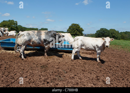 Bovins Blanc Bleu Belge Banque D'Images