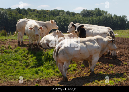 Bovins Blanc Bleu Belge Banque D'Images