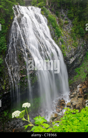 Narada Falls et la berce laineuse ; Mount Rainier National Park, Washington. Banque D'Images