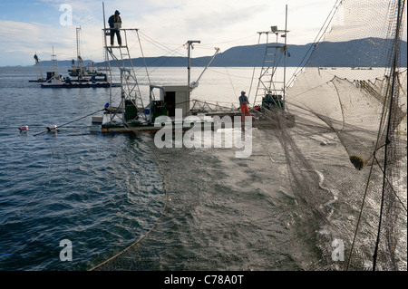 Reefnetters courriers dans un cercle de saumon. La pêche du saumon du Pacifique reefnet est un saumon du Pacifique Nord-Ouest Historique Méthode de pêche. Banque D'Images