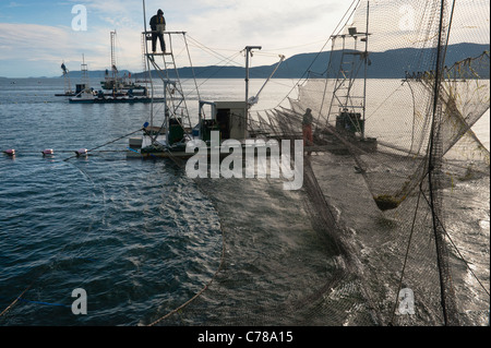 Reefnetters courriers dans un cercle de saumon. La pêche du saumon du Pacifique reefnet est un saumon du Pacifique Nord-Ouest Historique Méthode de pêche. Banque D'Images