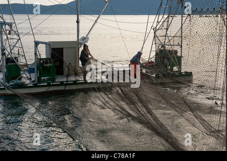 Reefnetters courriers dans un cercle de saumon. La pêche du saumon du Pacifique reefnet est un saumon du Pacifique Nord-Ouest Historique Méthode de pêche. Banque D'Images