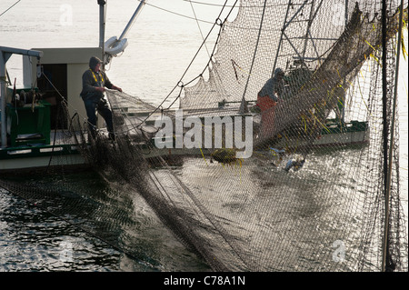 Reefnetters courriers dans un cercle de saumon. La pêche du saumon du Pacifique reefnet est un saumon du Pacifique Nord-Ouest Historique Méthode de pêche. Banque D'Images