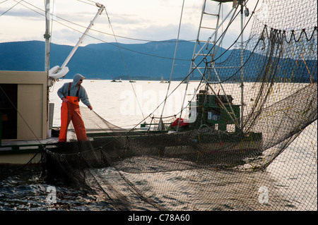 Reefnetters courriers dans un cercle de saumon. La pêche du saumon du Pacifique reefnet est un saumon du Pacifique Nord-Ouest Historique Méthode de pêche. Banque D'Images