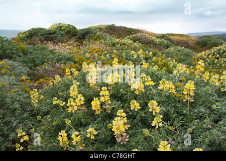 Lupin - Lupinus arboreus lupin bush côtières sur les dunes Banque D'Images