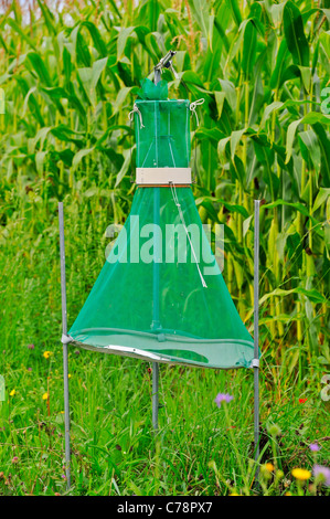 Un piège à phéromone pour la pyrale du maïs (Ostrinia nubialis). Situé à côté de terres agricoles en Suisse un champ de maïs. Banque D'Images