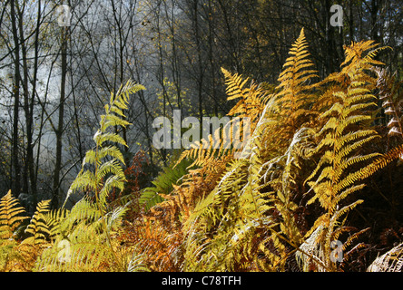 Couleurs d'automne en fougère (Pteridium aquilinum), Bowdown Woods nature reserve, Berkshire. Banque D'Images