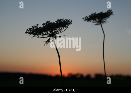Carotte sauvage Daucus carota fleurs découpé sur le coucher du soleil, Buckinghamshire Banque D'Images