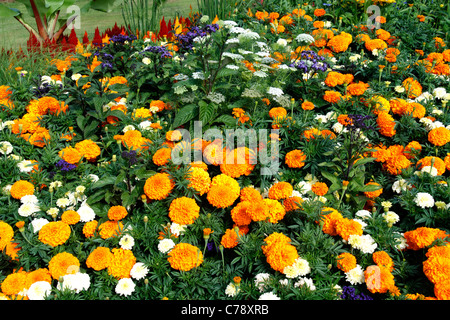 Fleur annuelle massive dans un jardin : Carnation d'Inde (Tagetes patula) l'Impatience (Impatiens), Pelargonium Banque D'Images