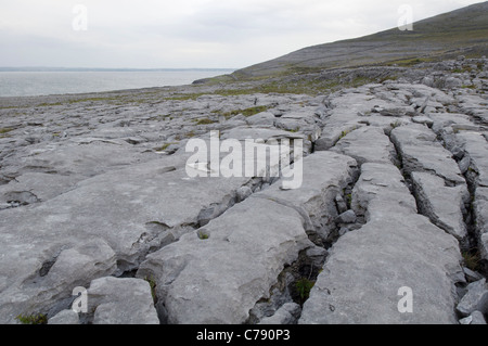 Dans Grykes lapiez par l'océan Atlantique dans le Burren, comté de Clare, Irlande Banque D'Images