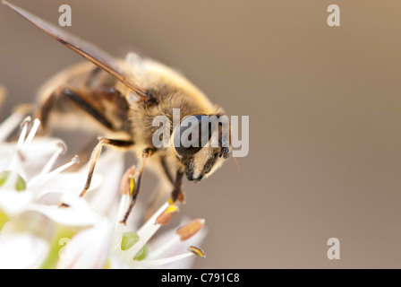 Hoverfly européenne, également connu sous le nom de drone voler ou Eristalis tenax, sur une fleur blanche. Banque D'Images