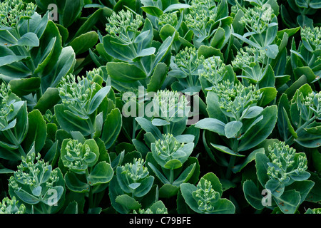 Showy stonecrop (Sedum spectabile) Banque D'Images