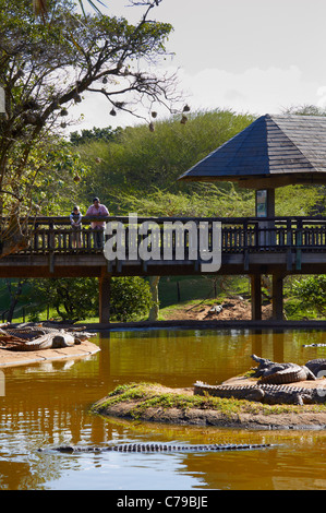 Affichage des touristes les crocodiles du Nil à Crocworld, près de Scottburgh, KwaZulu-Natal, Afrique du Sud. Banque D'Images